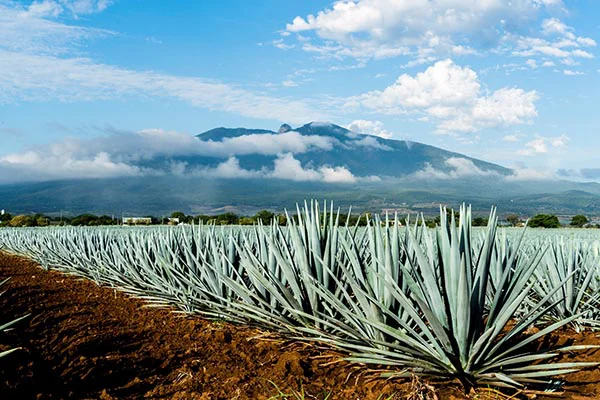 Hình ảnh cây thùa xanh được trồng tại Mexico