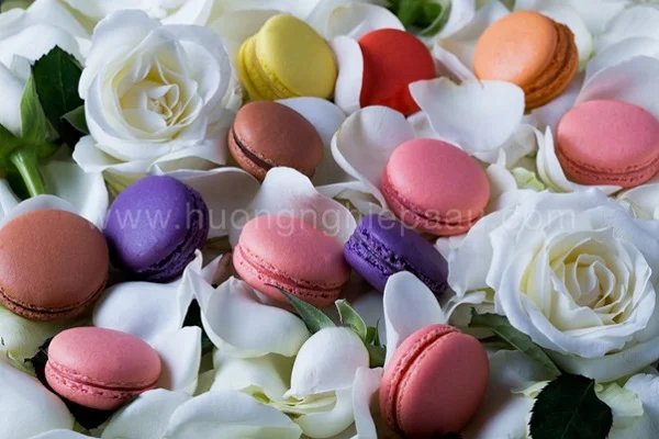 học New888 link new888 new88 Macaron